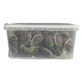 Grape Gummy 18g